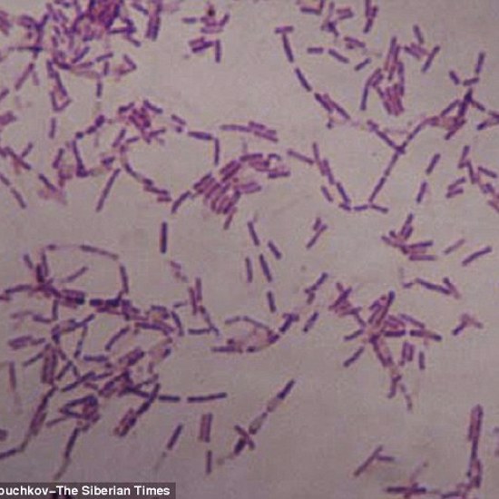 Russian Scientist Hopes Bacteria Will Help Him Live Forever