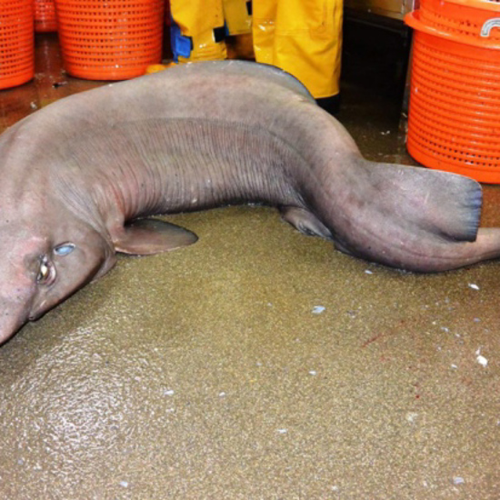World’s Ugliest Shark Caught Off the Coast of Scotland