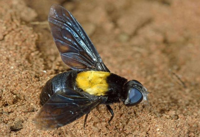 The Fly That Wants to Be a Bee