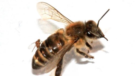 bee with fly 570x321