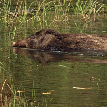 Pigs Can’t Fly but Boars are Swimming and Hitting the Beach