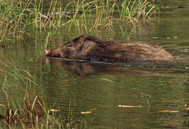 Pigs Can’t Fly but Boars are Swimming and Hitting the Beach