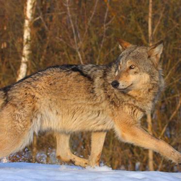 The Beasts of Chernobyl are Bouncing Back