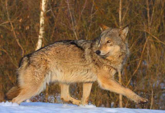 The Beasts of Chernobyl are Bouncing Back