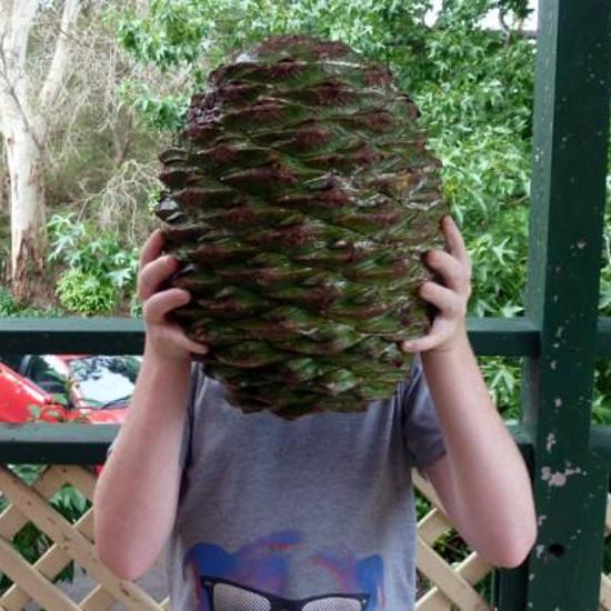 Beware of the Killer Pine Cones and Man-Eating Trees