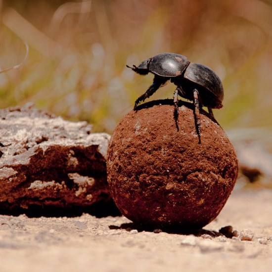 How to Trick a Dung Beetle