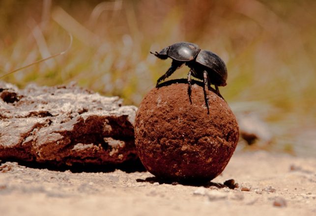 How to Trick a Dung Beetle