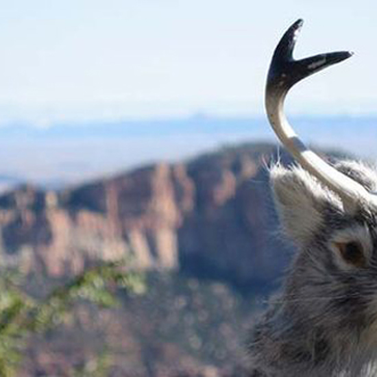 The Jackalope May Be Alive and Living in Canada