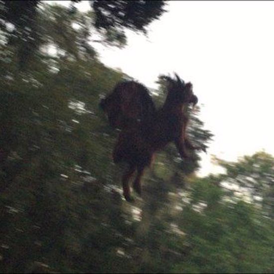 A Jersey Devil May Have Been Spotted in New Jersey