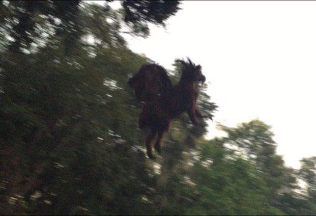 A Jersey Devil May Have Been Spotted in New Jersey