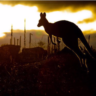 The Phantom Kangaroos of Japan