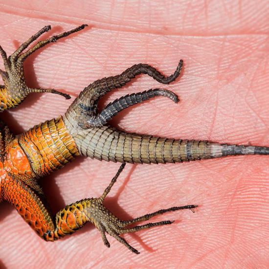 A Lizard With Three Tails and Other Tail Tales