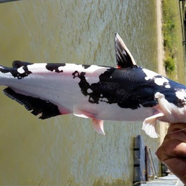 Bizarre Cow Catfish Shocks Oklahomans and Cows