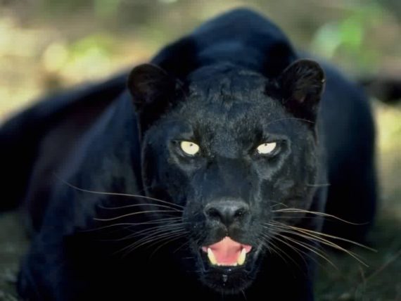 Black Panther 2 570x428