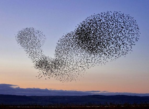 Flock of Starlings 570x417