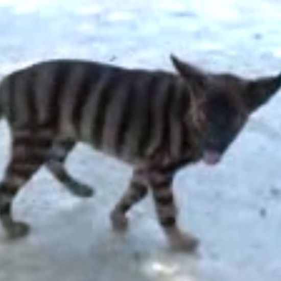 Strange Barking Striped Cat Could Be Tasmanian Tiger