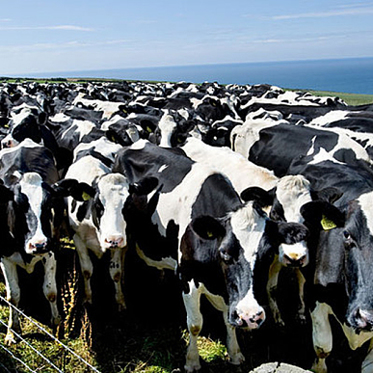 New Chinese Plant Will Clone 1 Million Cows Annually