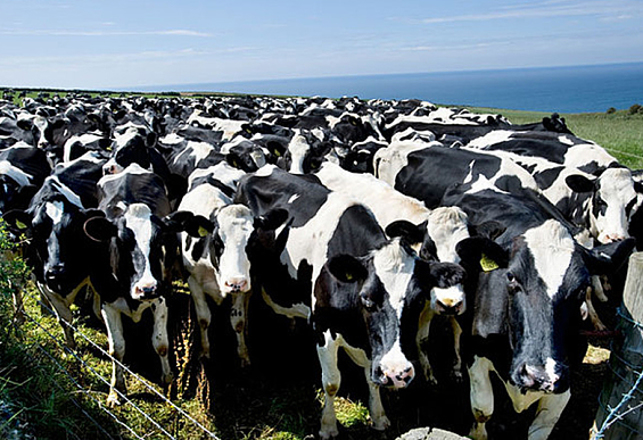 New Chinese Plant Will Clone 1 Million Cows Annually