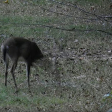 New Photos May Show Bigfoot’s Cloaking Ability