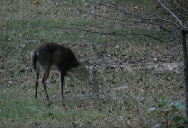 New Photos May Show Bigfoot’s Cloaking Ability