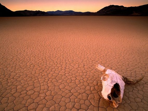 desert_drought_skull