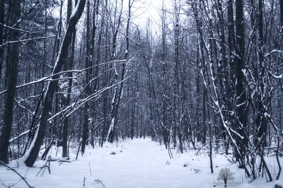 snow_close_trees_12_8_13_fb_by_justinderosa-d6zi873