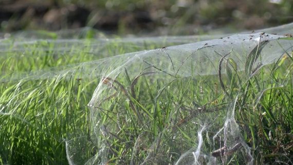 spiders on web 570x321