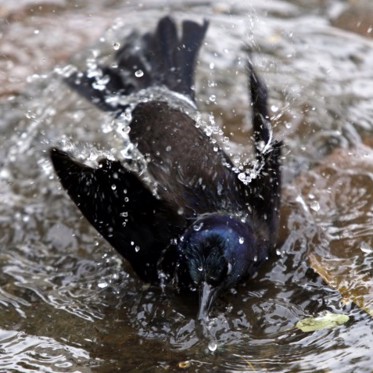 Birds are Mysteriously Committing Suicide by Drowning