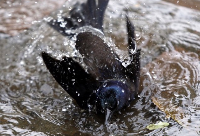 Birds are Mysteriously Committing Suicide by Drowning
