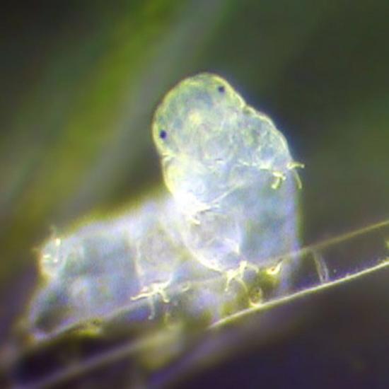 Earth Creature Uses Foreign DNA to Survive in Outer Space
