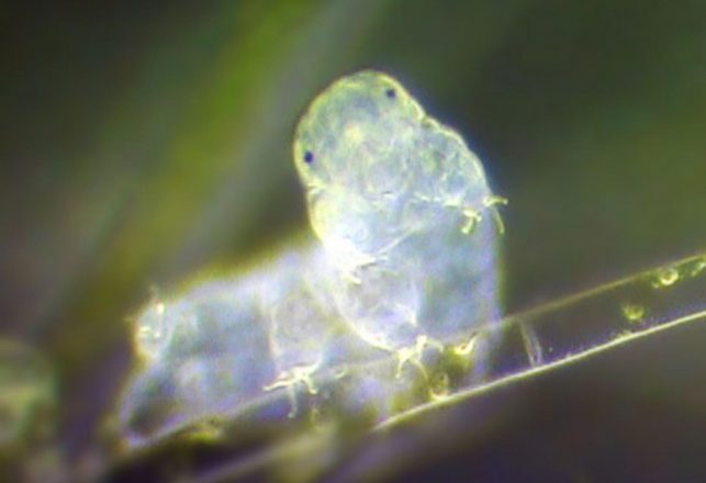 Earth Creature Uses Foreign DNA to Survive in Outer Space