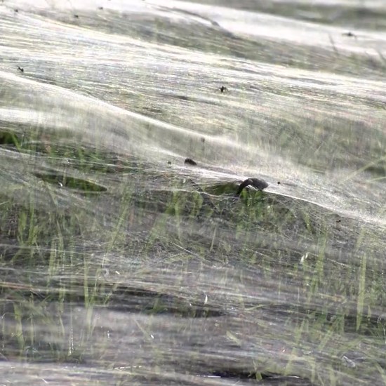 Millions of Spiders Create Horror Movie Web Over City