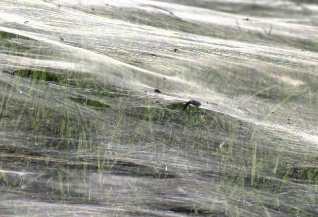 Millions of Spiders Create Horror Movie Web Over City