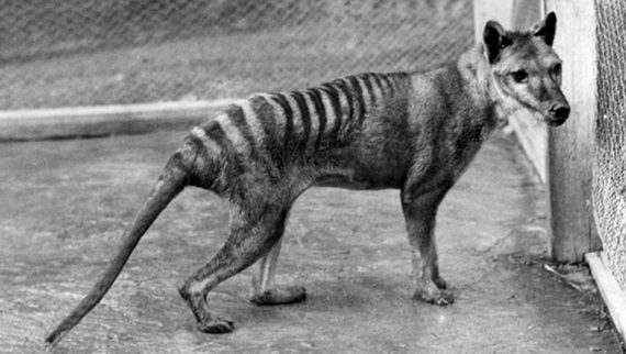 thylacine tasmanian tiger 570x322