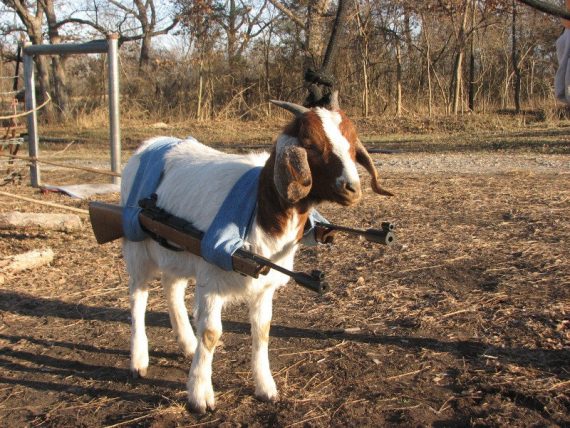 weaponised goat 570x428