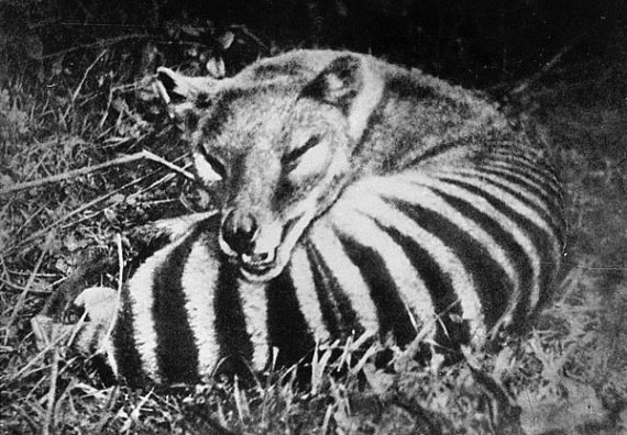wild Thylacine large 570x396