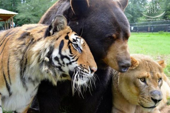 Tiger Bear and Lion pose for picture 570x379