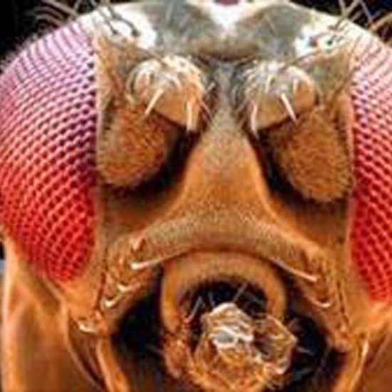Researchers Can Now Read the Mind of a Fly