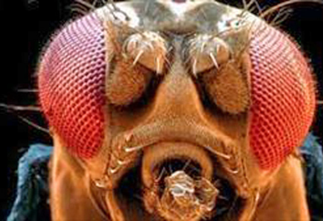 Researchers Can Now Read the Mind of a Fly