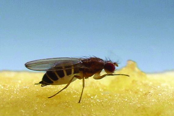 fruit fly feeding 570x383