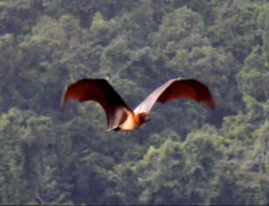 giant bat