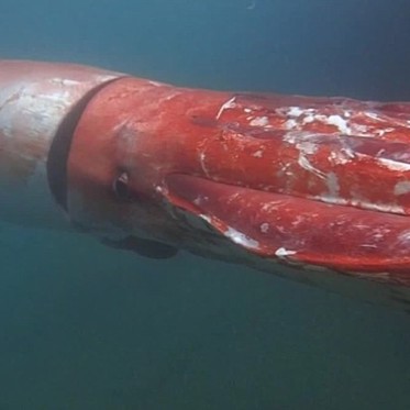 Giant Squid Captured Live on Video in Japanese Marina