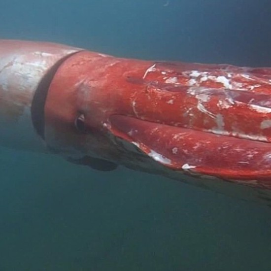 Giant Squid Captured Live on Video in Japanese Marina