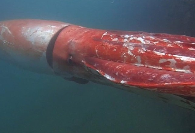 Giant Squid Captured Live on Video in Japanese Marina