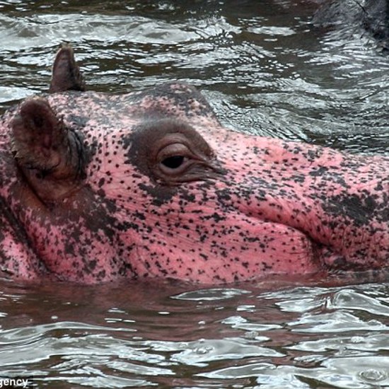 Rare Pink Hippo Returns to Park in Kenya