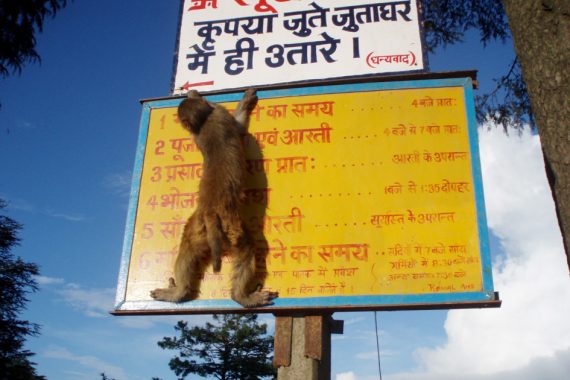 monkey on sign 570x380