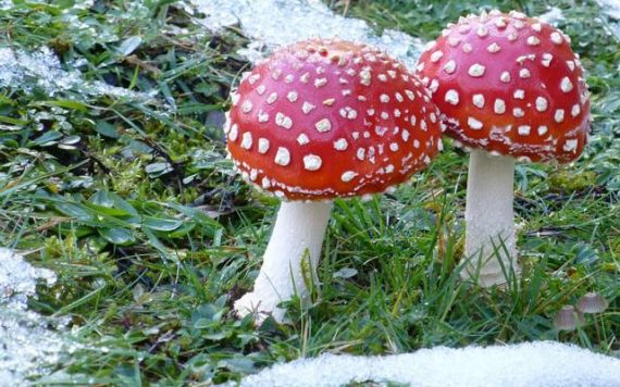 mushrooms 570x356