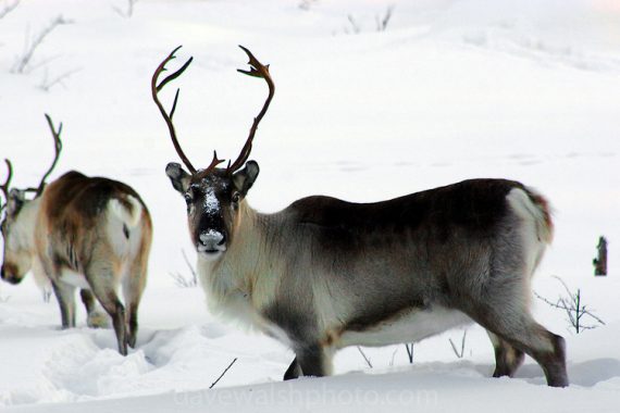 reindeer 570x380