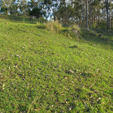 The Mystery of Resurrection Grass is Solved