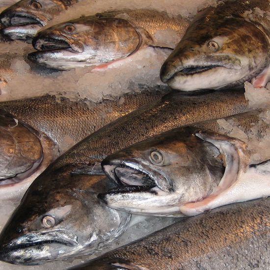 FDA Gives Green Light to First Genetically Modified Fish for Consumption